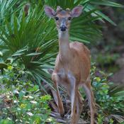 Young white-tailed deer buck  (Odocoileus virginianus)