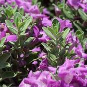 Texas purple sage flowers