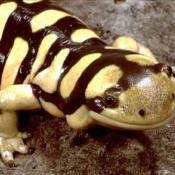 Barred tiger salamander (also called western tiger salamander)