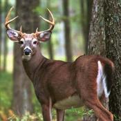 White-tailed deer buck in forest