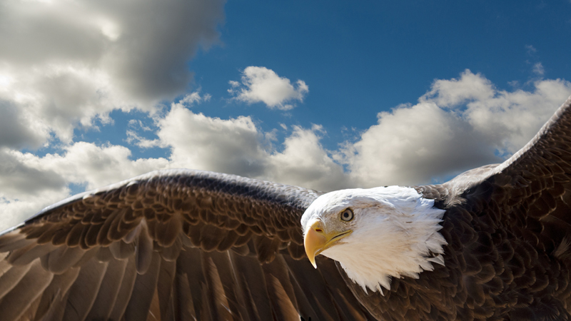 Image result for eagle flying