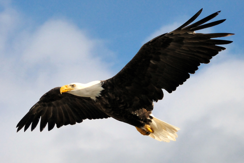 020-Bald-Eagle-Soaring.jpg
