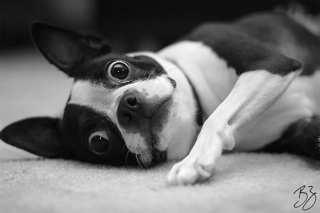 Massachusetts State Dog | Boston Terrier