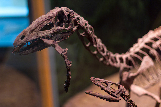 Coelophysis Fossil Dinosaur Skeleton Fossil Replica Dinosaurs Rock 