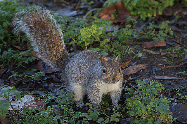 Kentucky State Wild Game Animal | Gray Squirrel