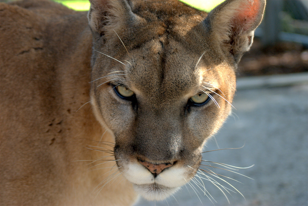 Florida State Animal | Florida Panther