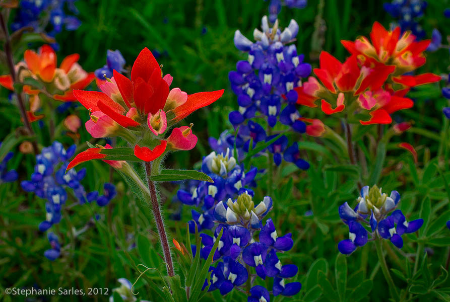 Texas State Flower Bluebonnet