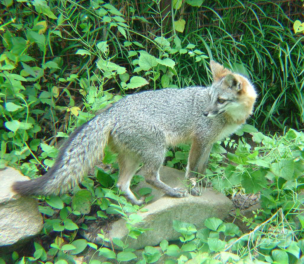 Image result for grey fox in georgia