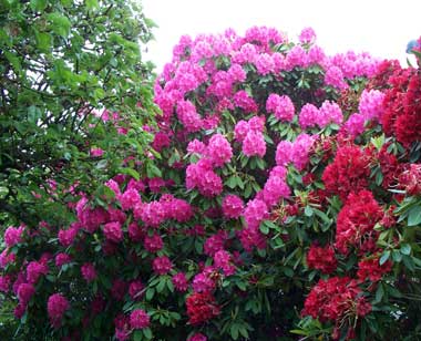 Bildergebnis für Rhododendron Washington State