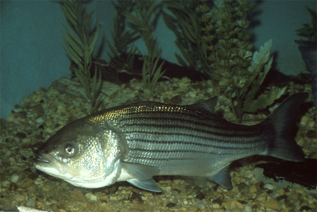 Rhode Island State Fish Striped Bass