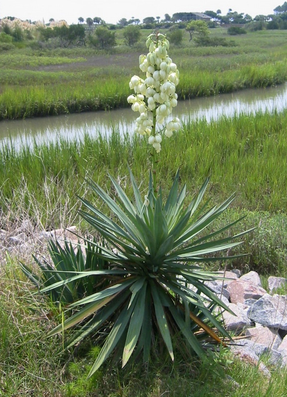 Image result for new mexico yucca flower