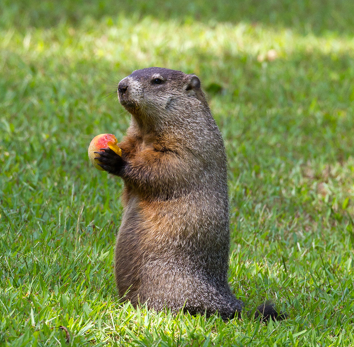 cop shoots a groundhog - Airliners.net
