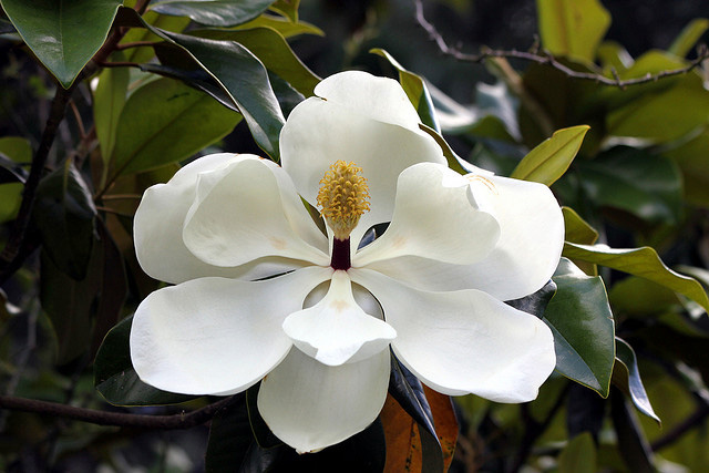 mississippi flower and bird