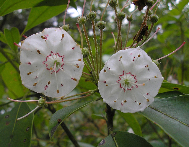 symbol of state virginia Mountain latifolia 'Elf' by James photo Laurel flowers #3); (Kalmia