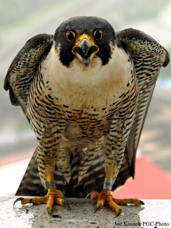 peregrine falcon identification