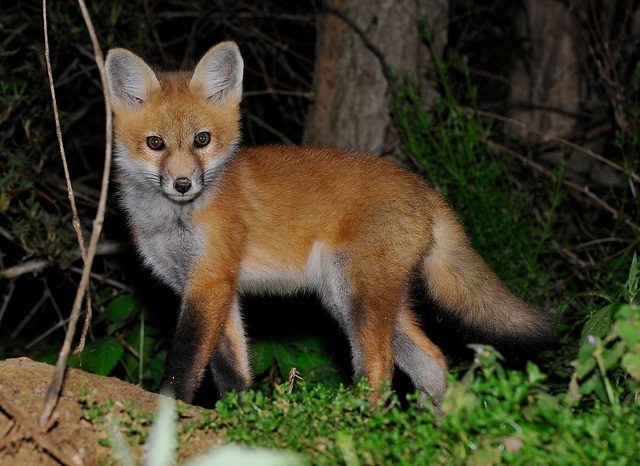 symbol male baby female and of 2 State USA  Land Fox Mammal  State Symbols Red