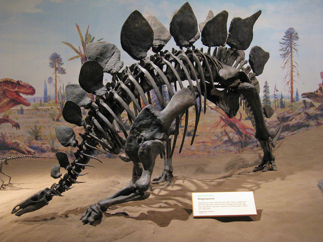stegosaurus fossils