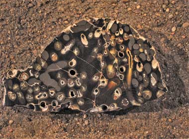 north dakota fossil site