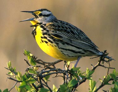 Wyoming State Bird | Western Meadowlark